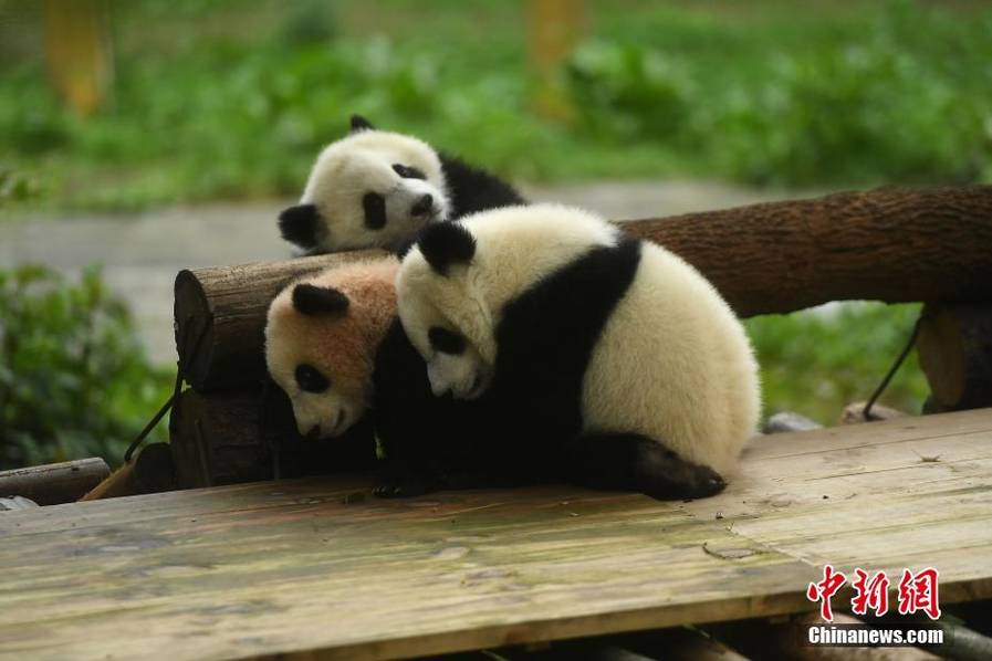 一级毛毛片