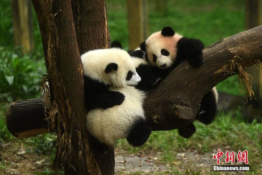成人 导航 网站