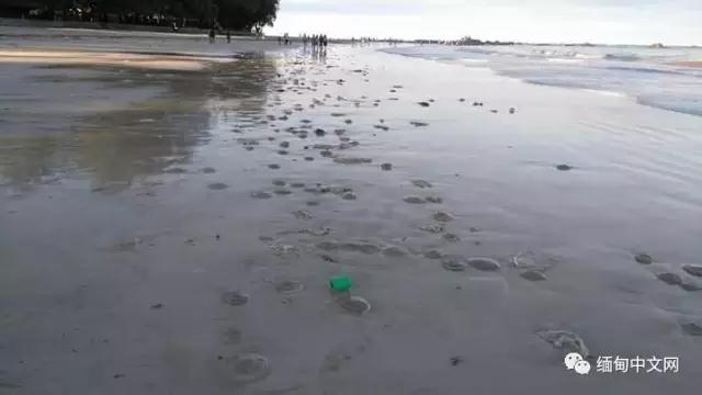 欧美伦理暴力片