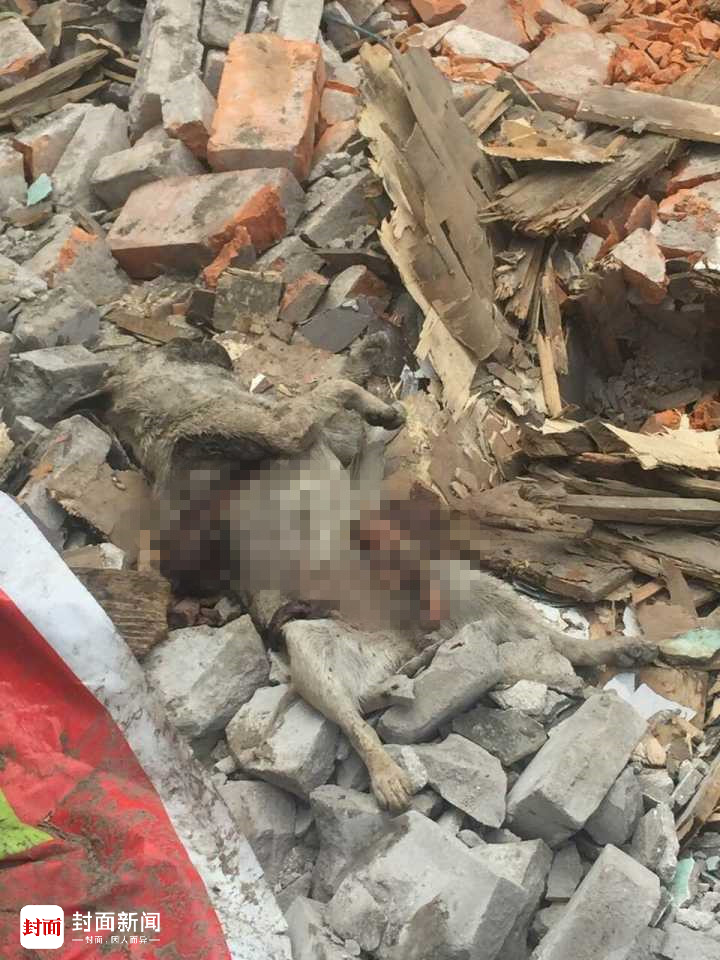 捆绑体育生精牛取精