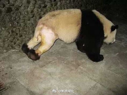 淫紋