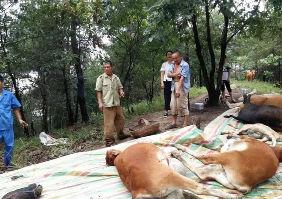 家庭乱论兽交操屁眼