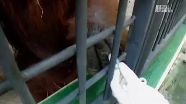 雷电将军乳液狂飙