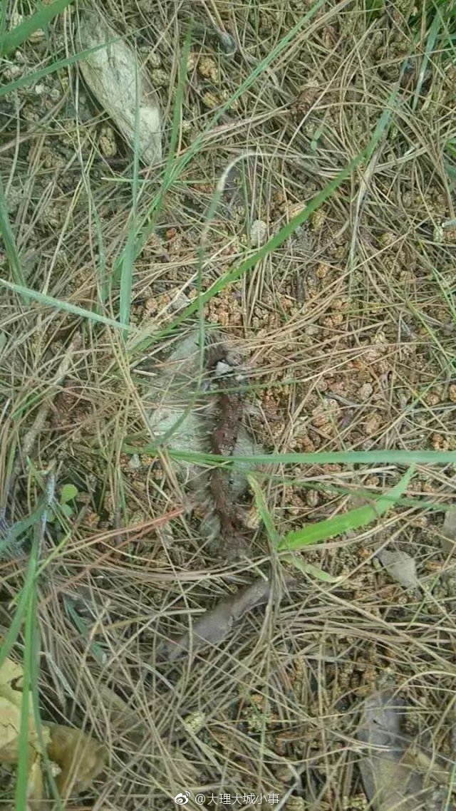 韩国三级无码