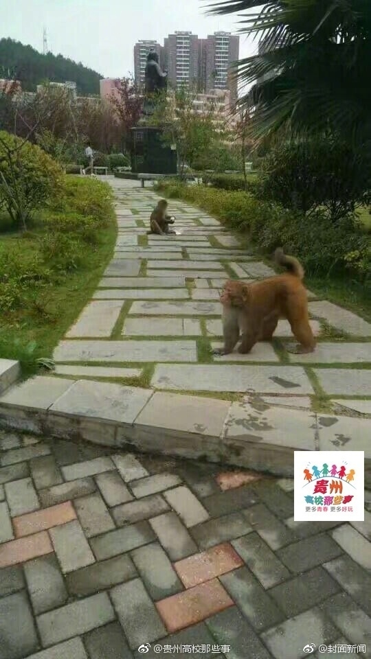 黑人巨大   两根一起