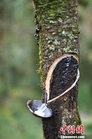 大雷擦狙狙网站免费