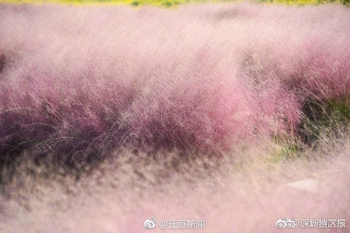 明星外流