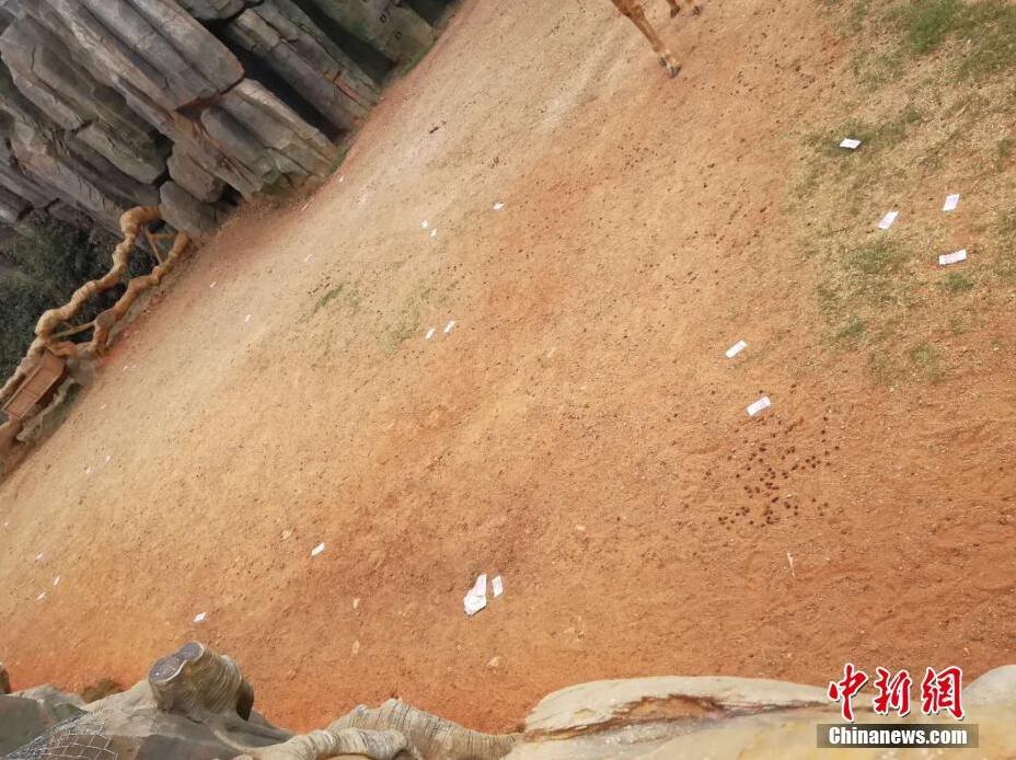 惩罚女朋开 跪着让客人玩弄
