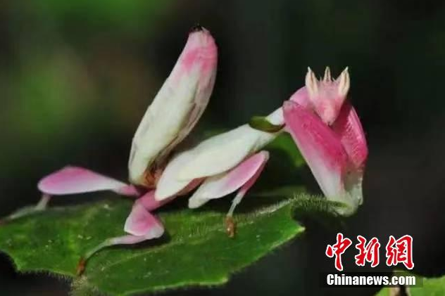 荷兰极品艳妇Videos