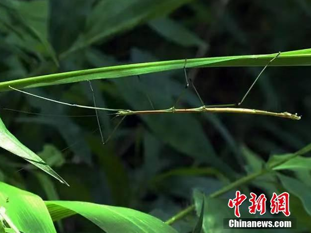 海贼王全彩h无删减本子