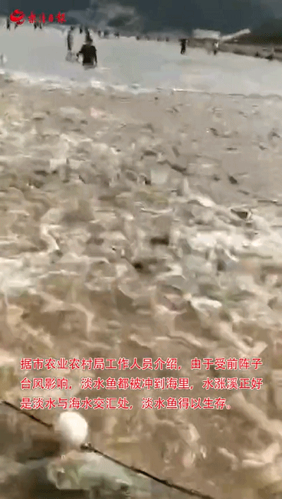 高H 视频