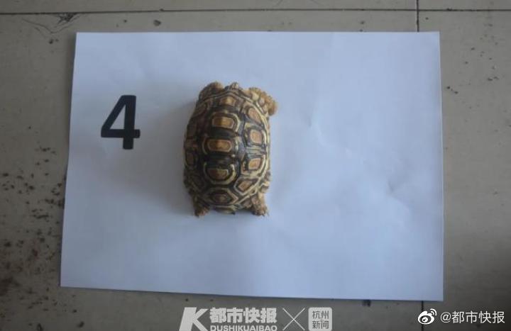 啪啪动态