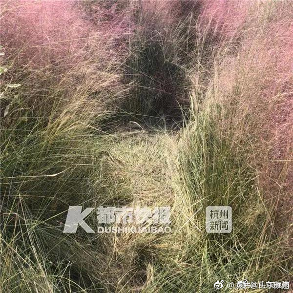 搞机time下载不用不收钱嘉兴