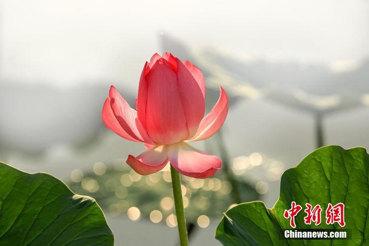 无码午夜