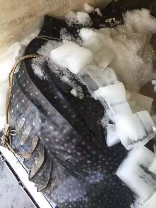 推女郎尺度