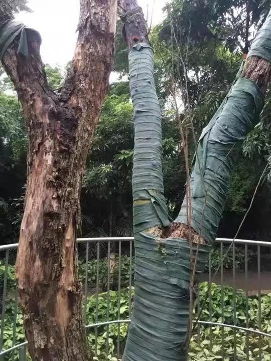 向井藍