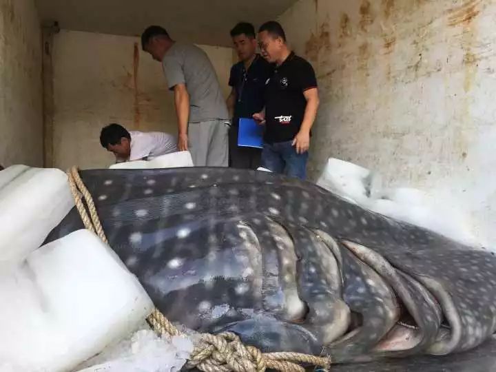 北京私立供卵医院43做供卵成功率顺转剖的辛苦生产过程_北京捐卵供卵