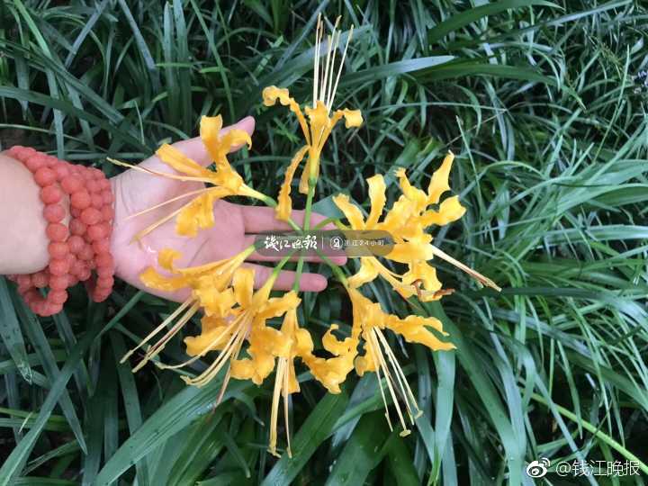 午夜视频福利