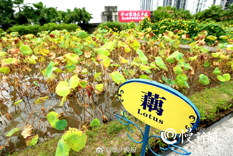 偷情人妻无码