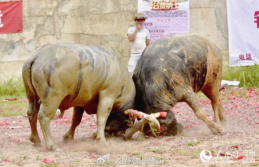 操中国胖女人屄