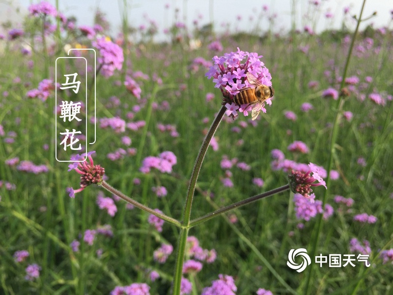 偷窥中国老太性自由