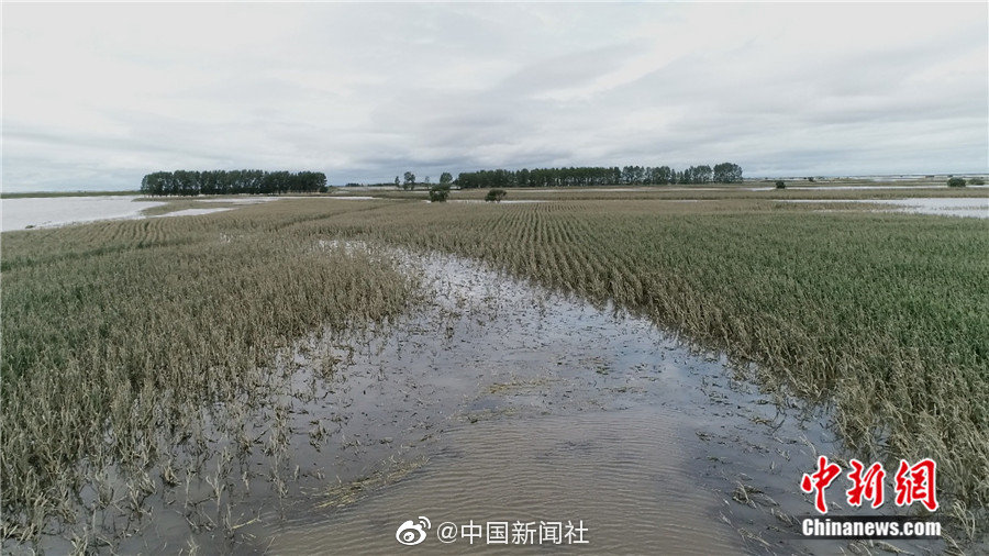 楊幂