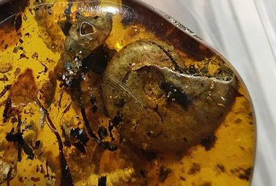 黄色免费在线观看下载网站