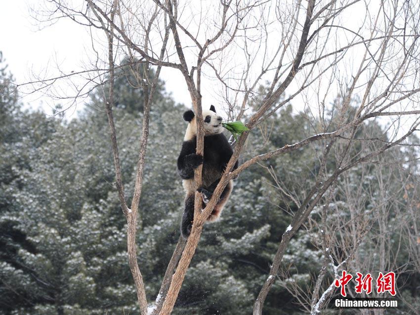 黄片小说