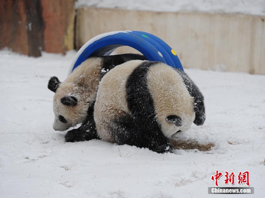 中国一级特黄A片免费墙放