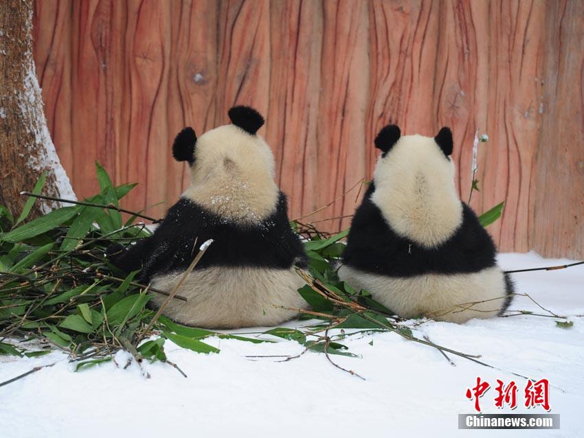 中国老人性爱视频