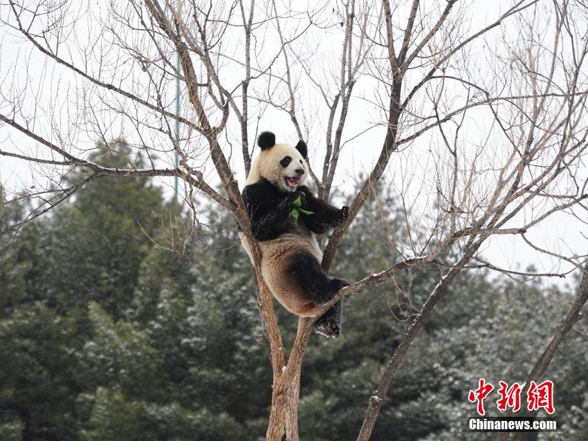 两个奶头被吃高潮受不了