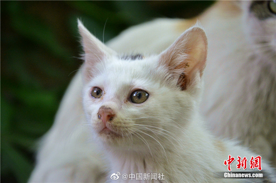 成品视频直播软件推荐哪个好用