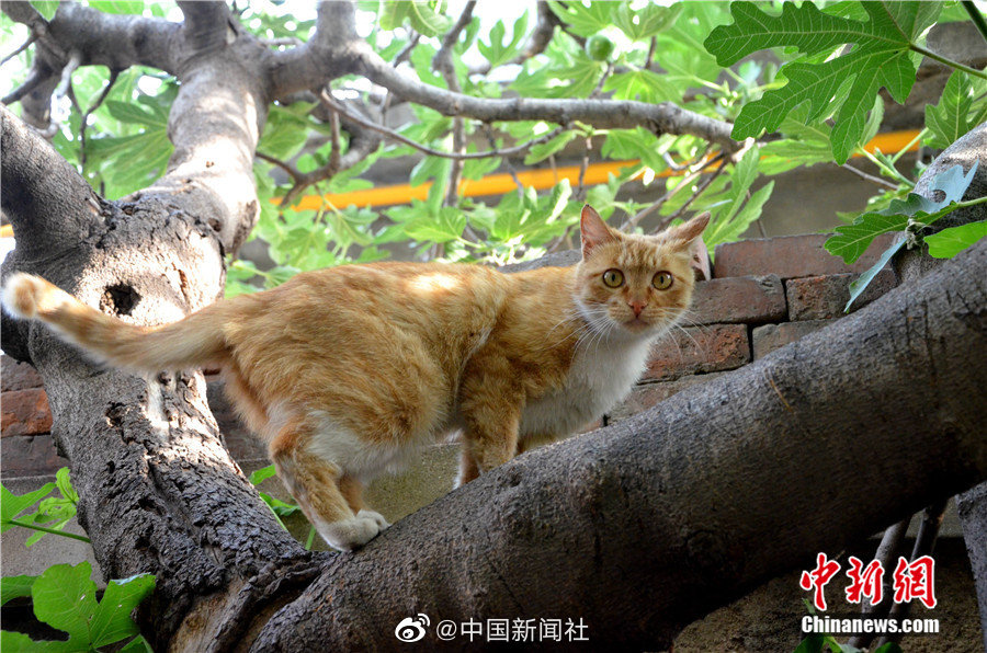 免费 看 成人 影片