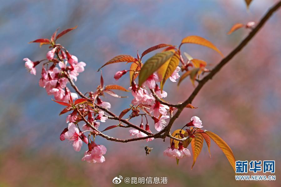 岛国视频黄色网站