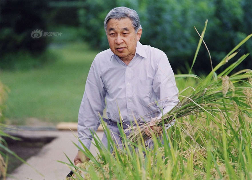 毛茸茸的年轻的护士