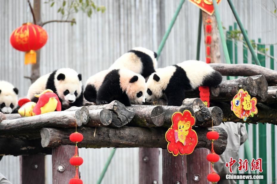 中国曰逼逼