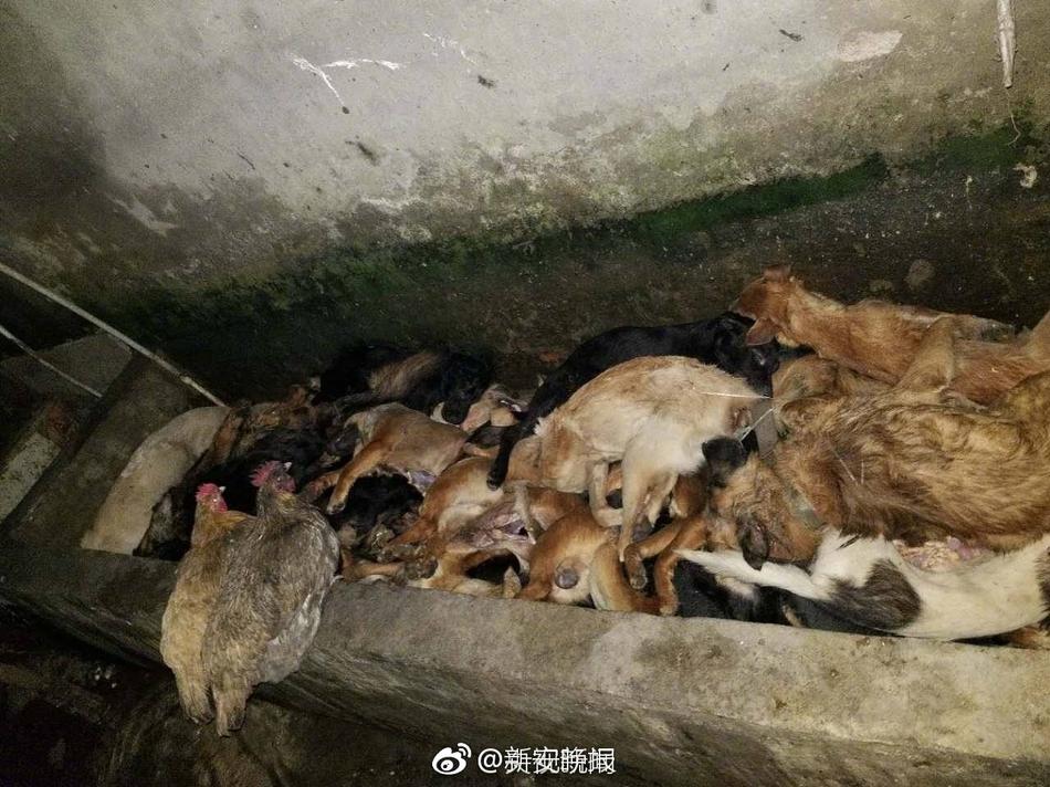 成人一区二区三区