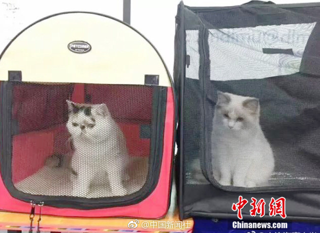 嫩鮑