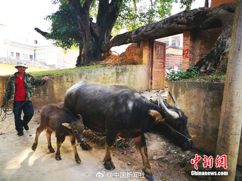 苍月女奥特曼被 到爽羞
