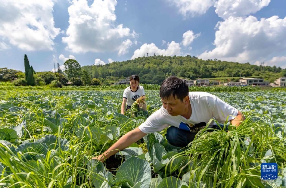 免费欧美一级片