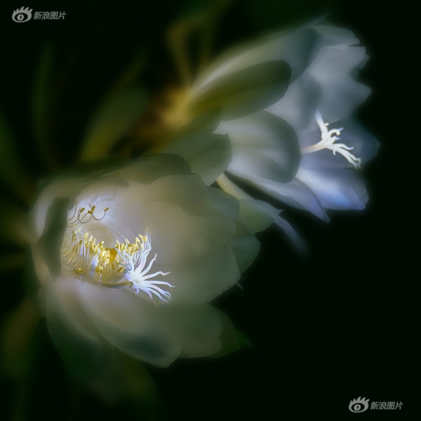 欧美性张柏芝Xxxxx