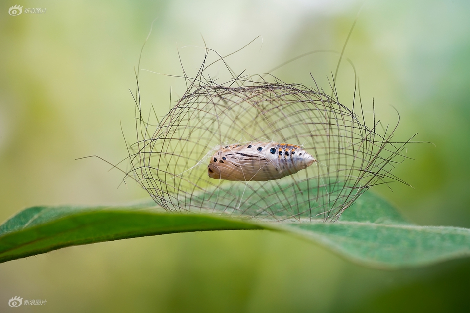 里菜的穴