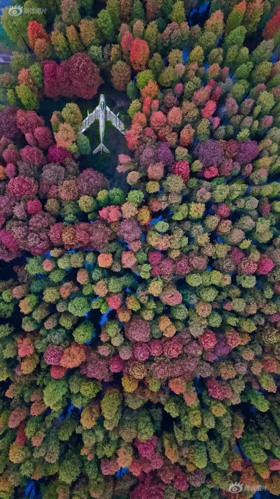 美国孕妇黄色一级片