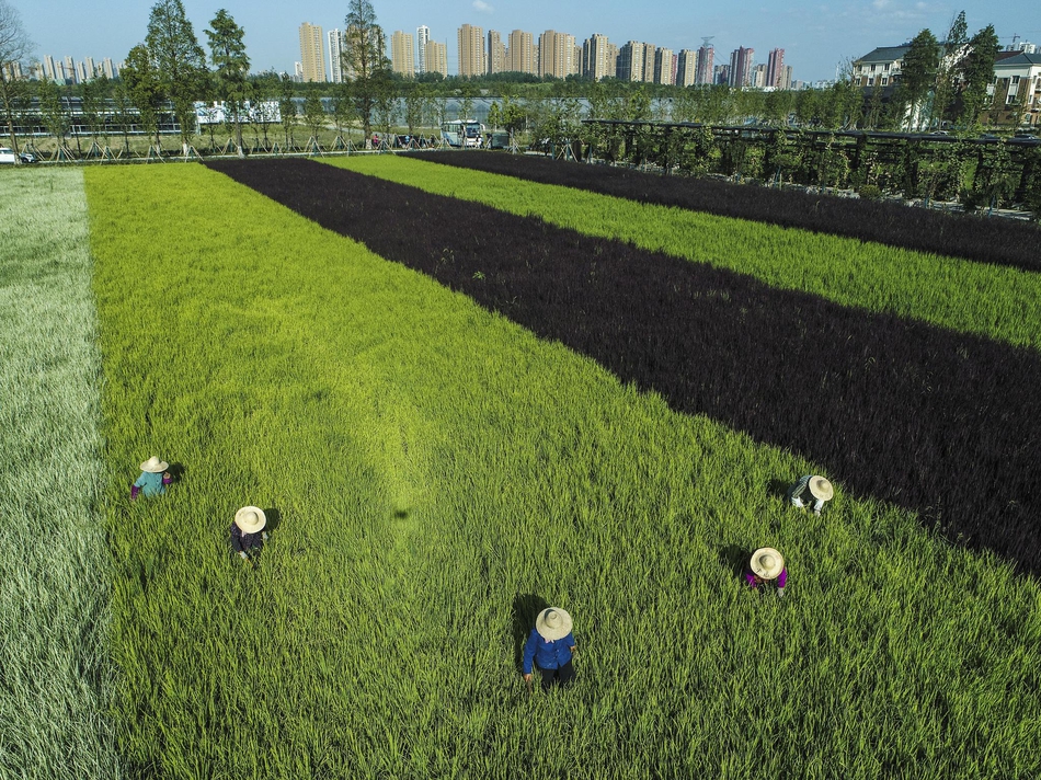 老太奶性开放BBwBBw