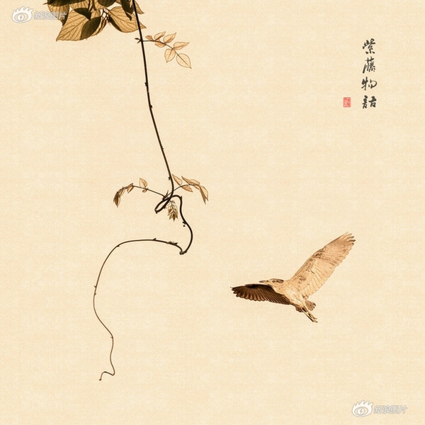 松冈千菜