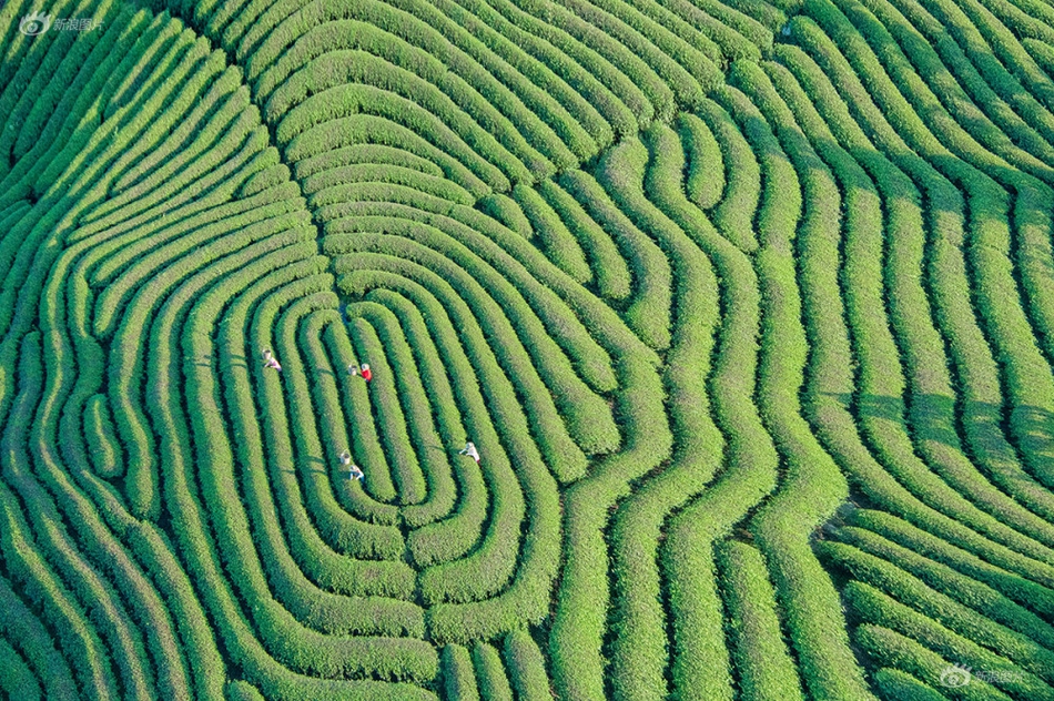 欧美成 人 在 线 免费