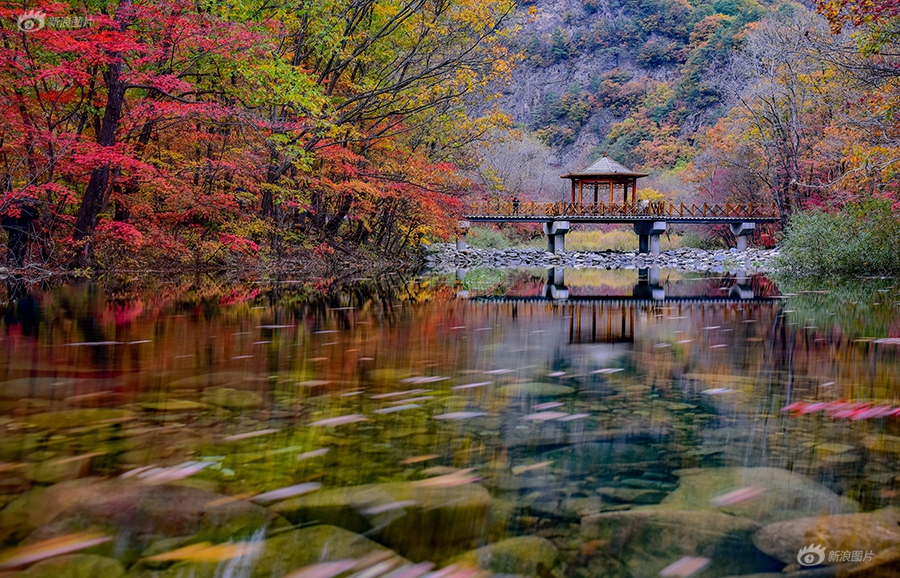 日向葵