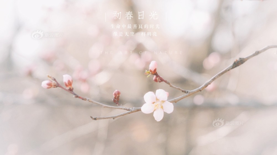 四虎av