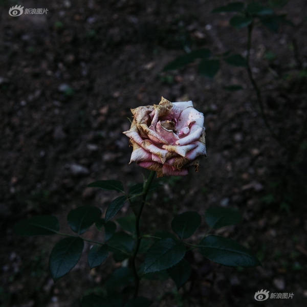 成 人 网 站 观 看在线