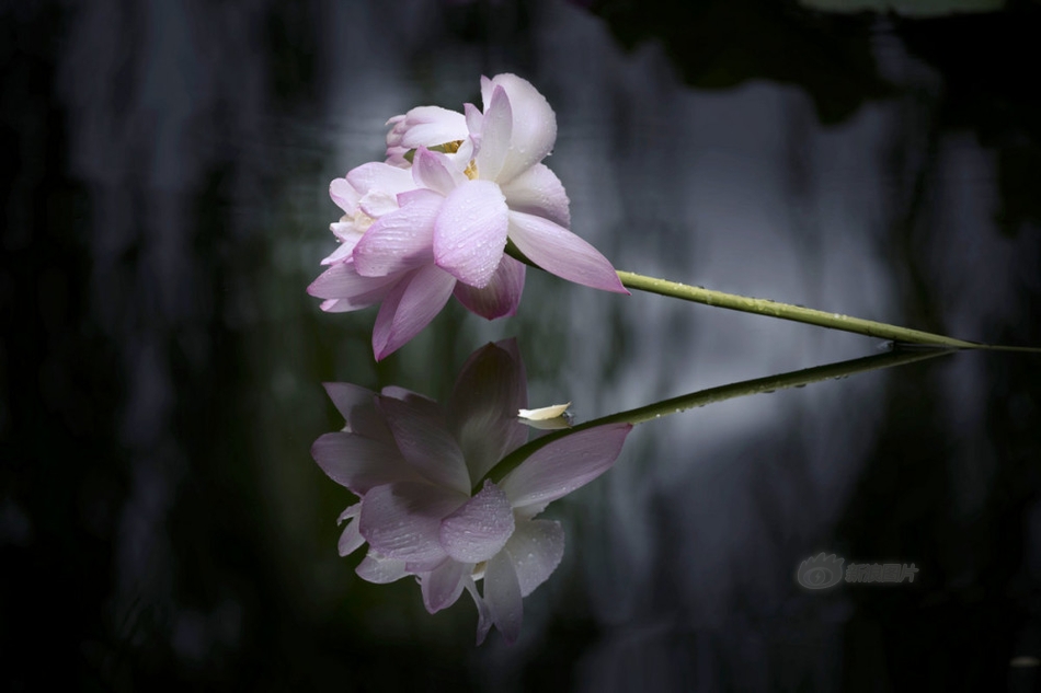 原神芙宁娜裸体被 涩涩
